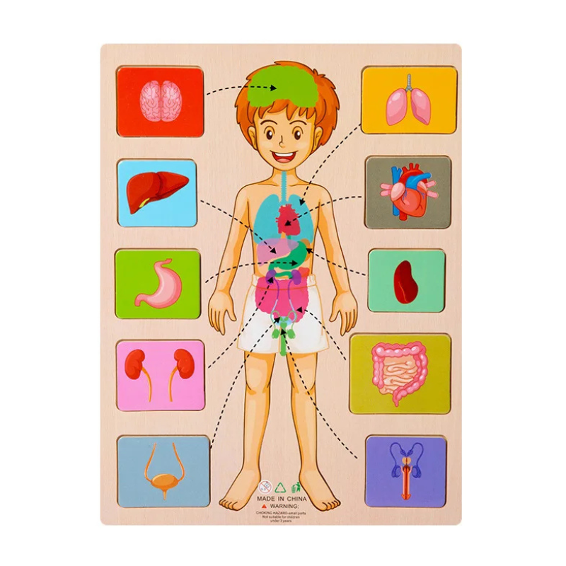 Body Puzzle – Montessori Human Body Wooden Puzzle for Hands-On Learning