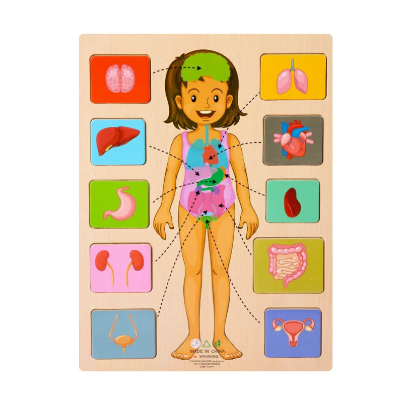 Body Puzzle – Montessori Human Body Wooden Puzzle for Hands-On Learning
